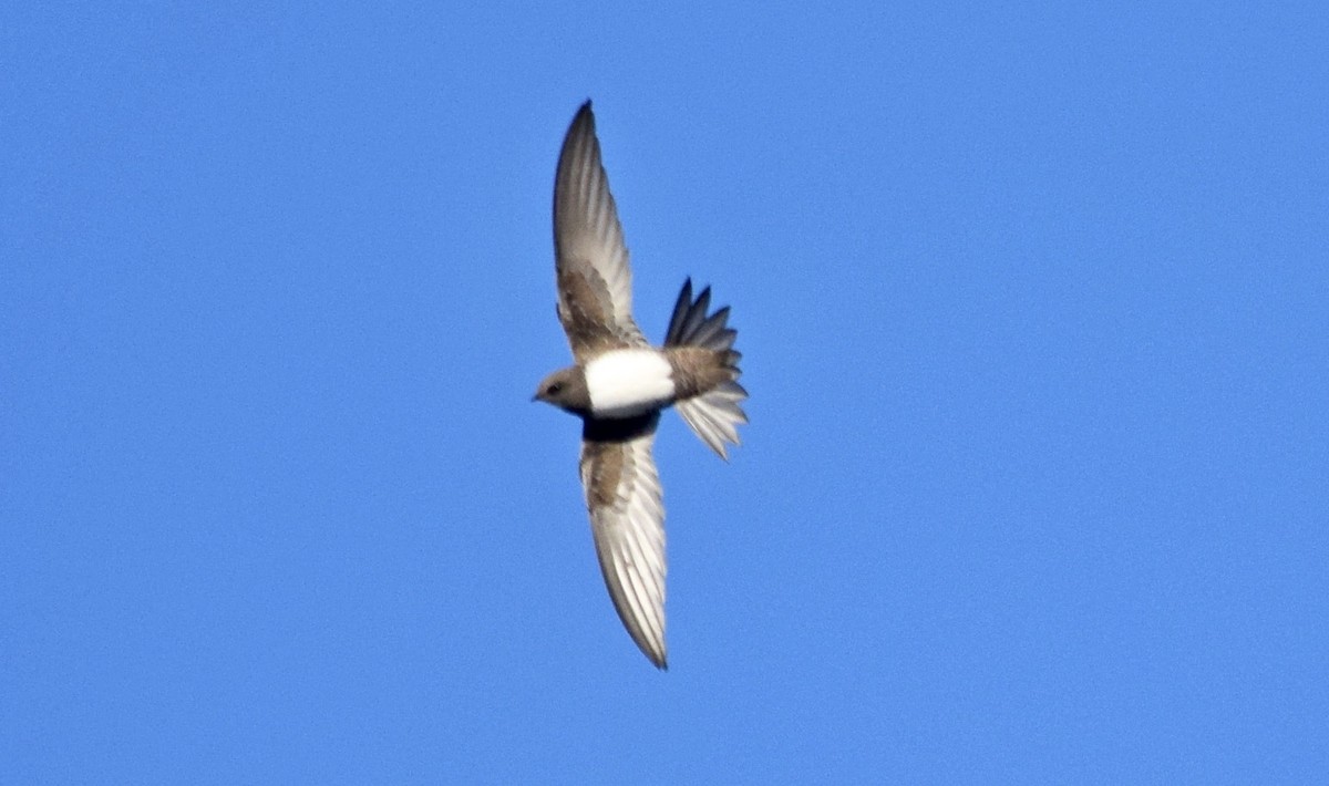 Alpine Swift - John Bruin