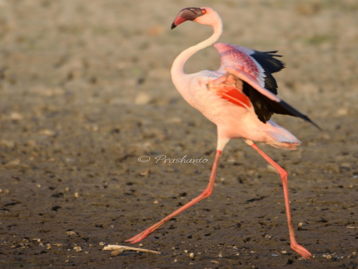 Lesser Flamingo - ML163977401