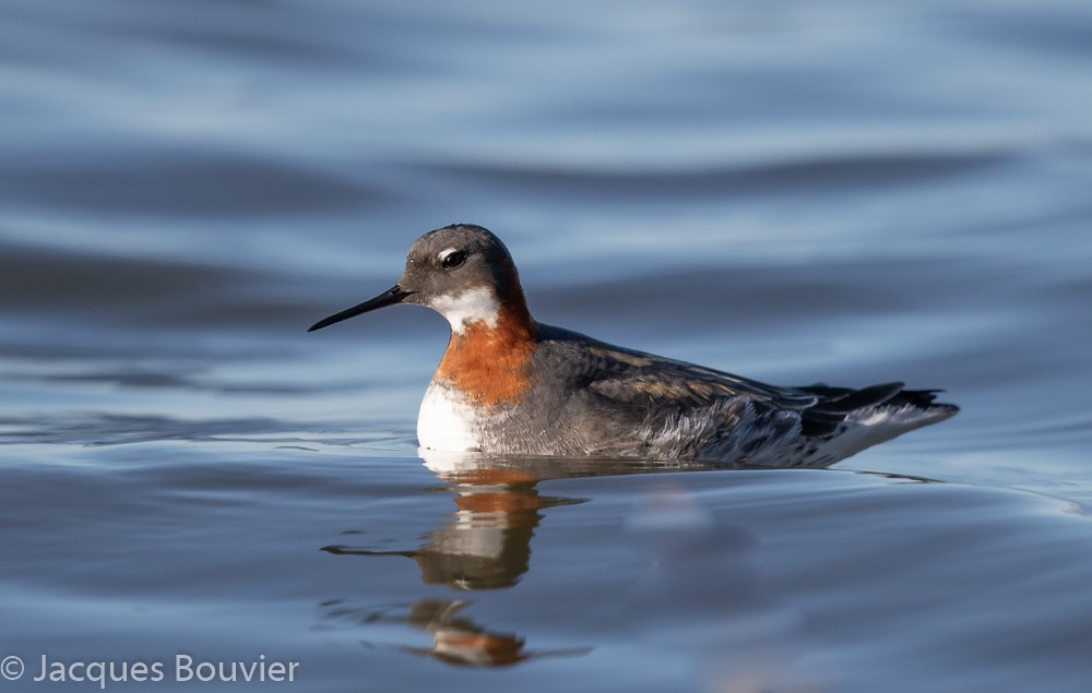 Red-necked Phalarope - Jacques Bouvier