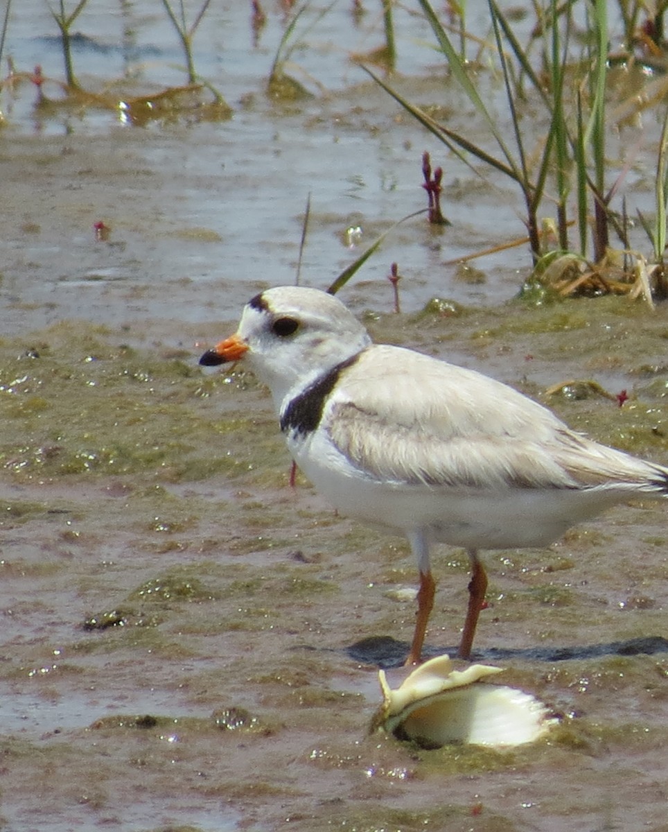 Piping Plover - ML163978111