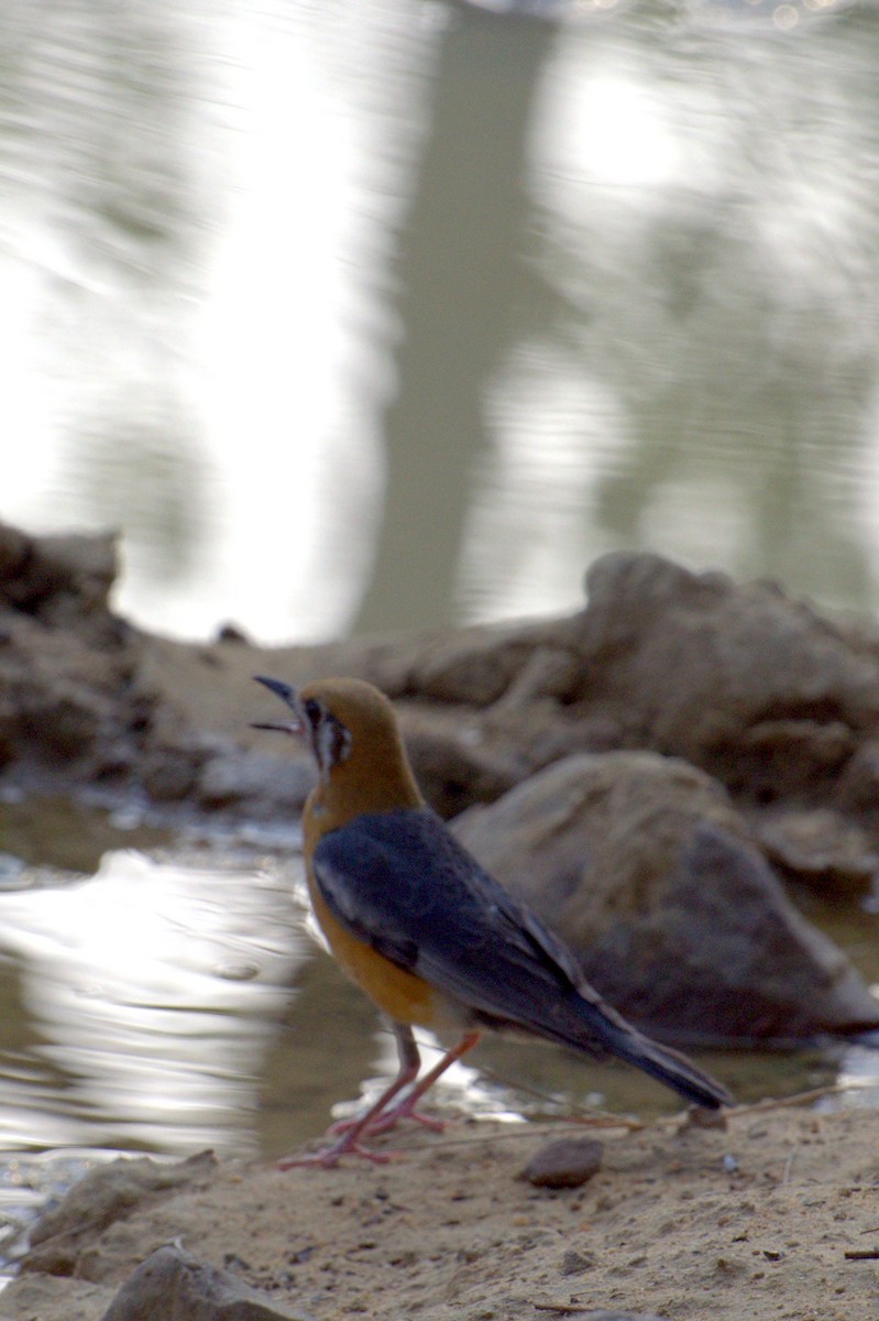 Orange-headed Thrush - ML163978331