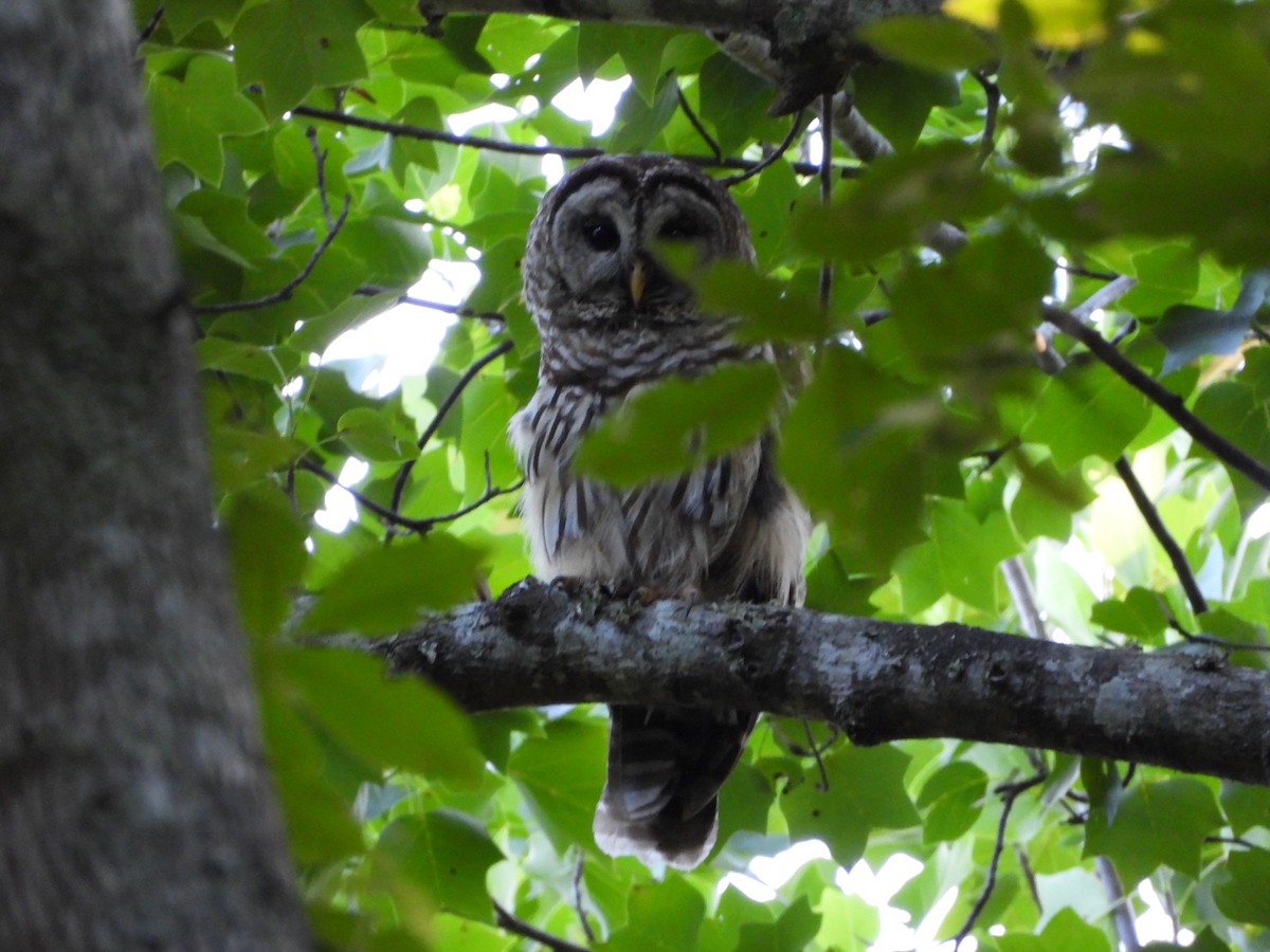 Barred Owl - ML163979731