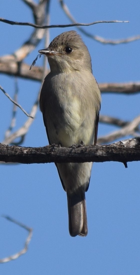 Western Wood-Pewee - ML163980241