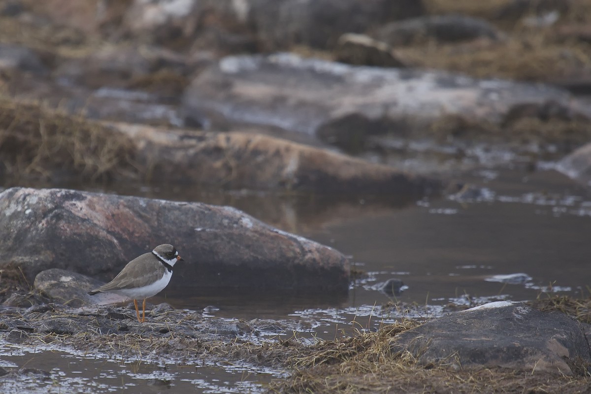 Semipalmated Plover - Clare Kines