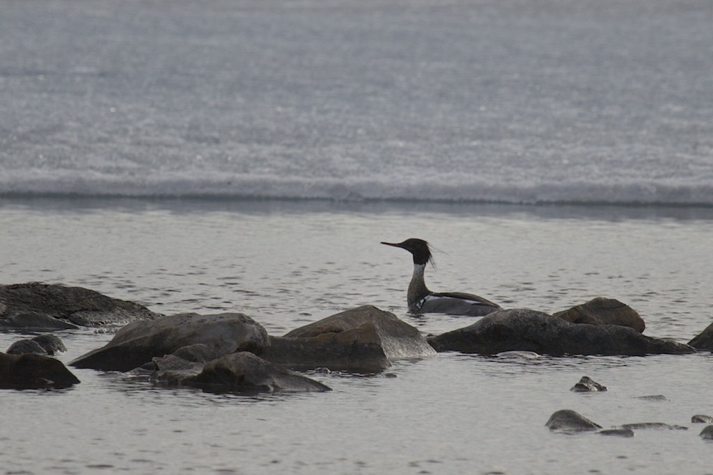 Red-breasted Merganser - ML163980461