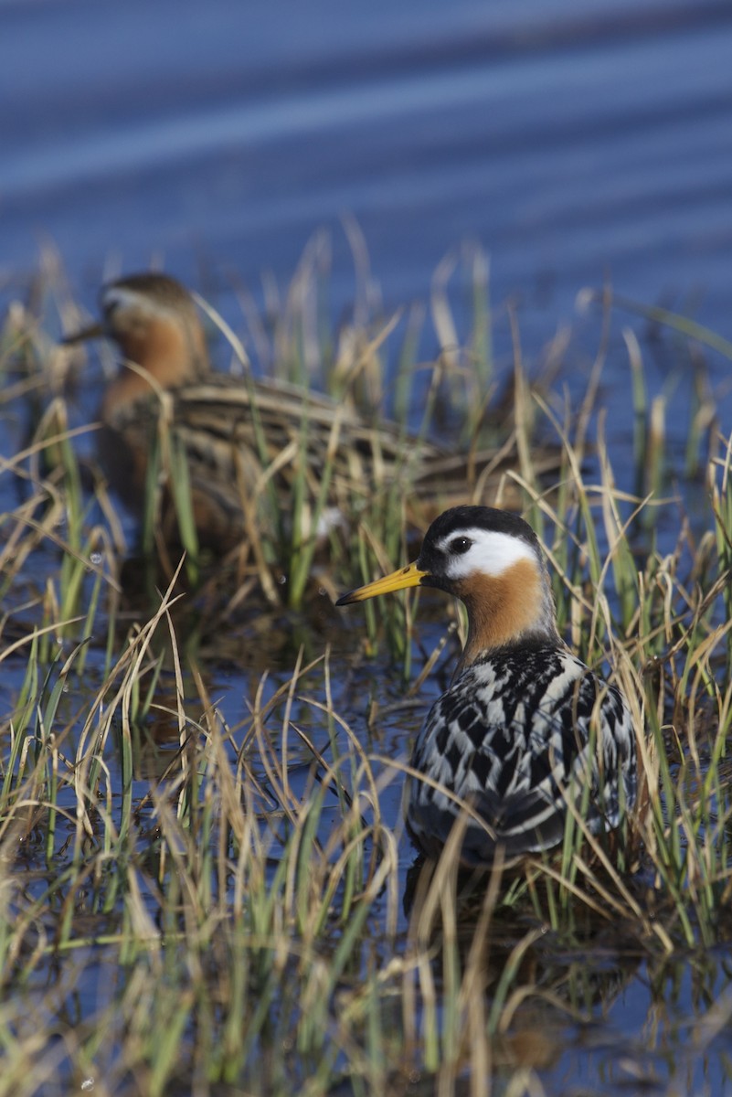 Red Phalarope - Clare Kines