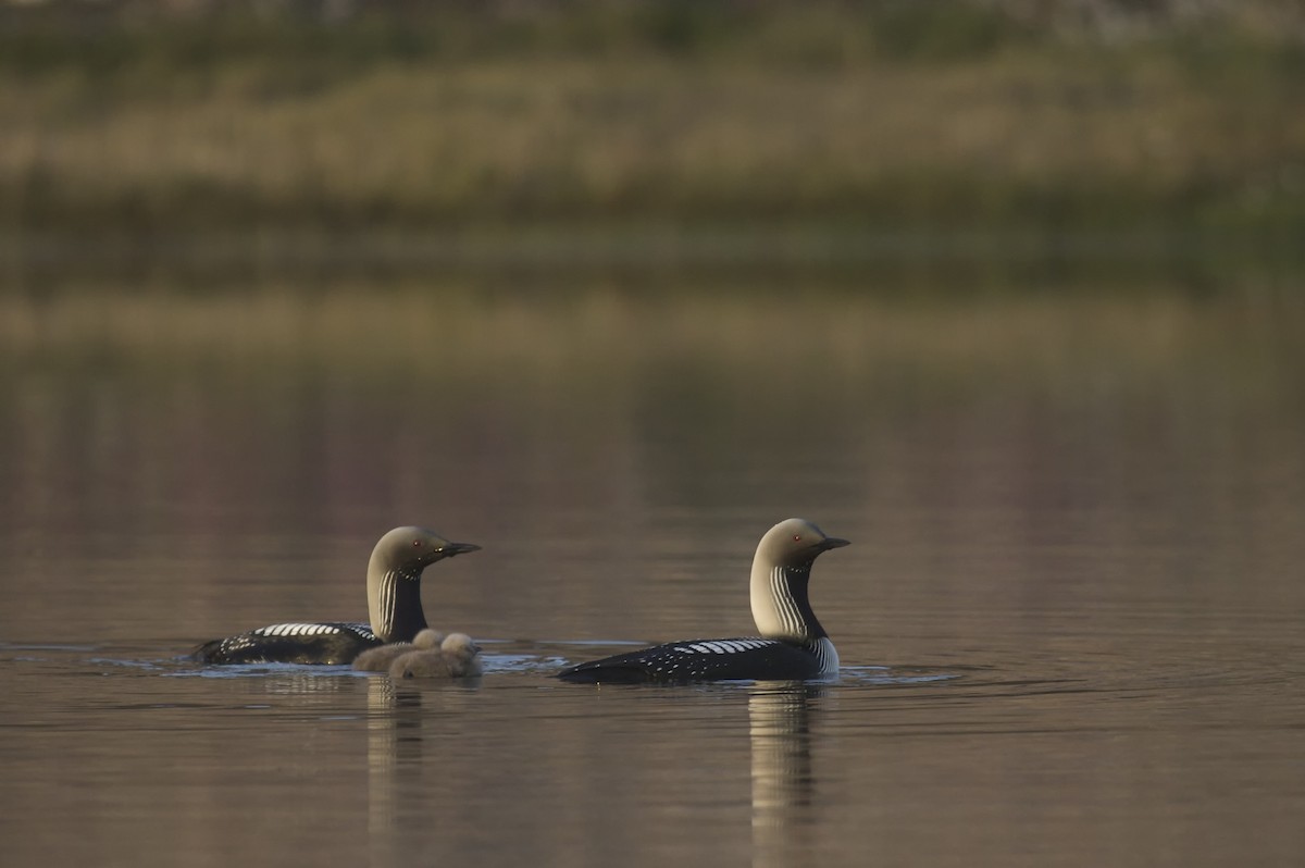 Pacific Loon - Clare Kines