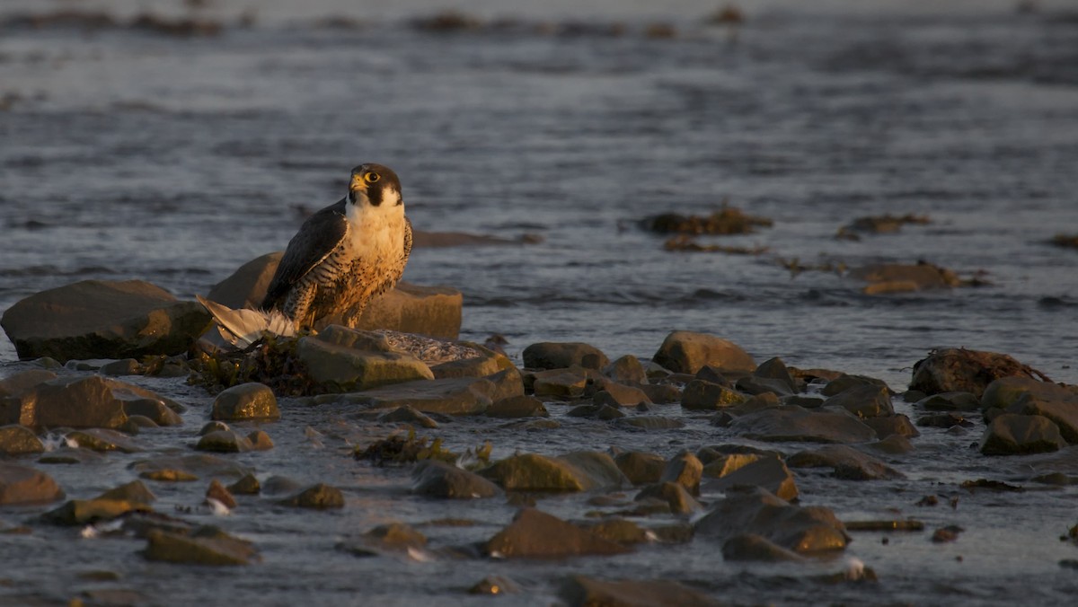 Peregrine Falcon - ML163980801