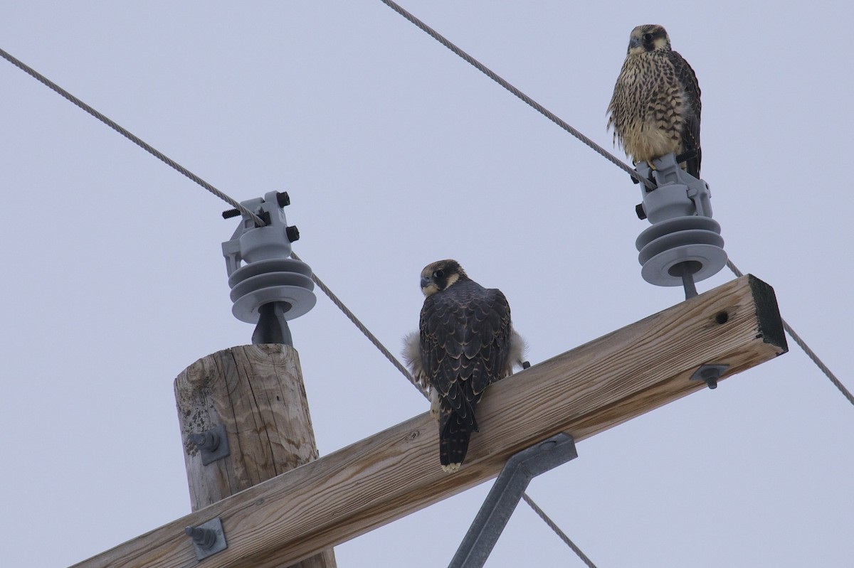 Peregrine Falcon - ML163981051