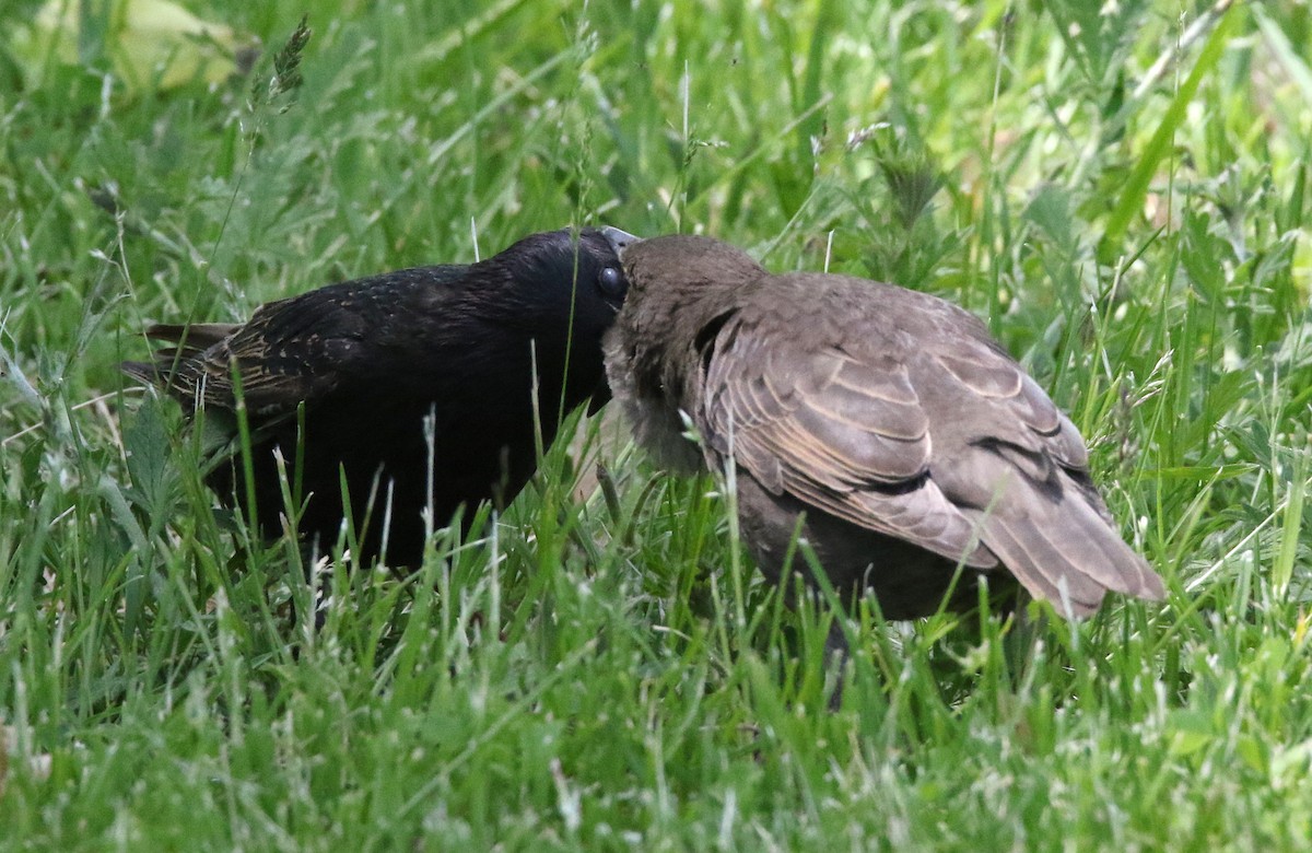 European Starling - ML163983091