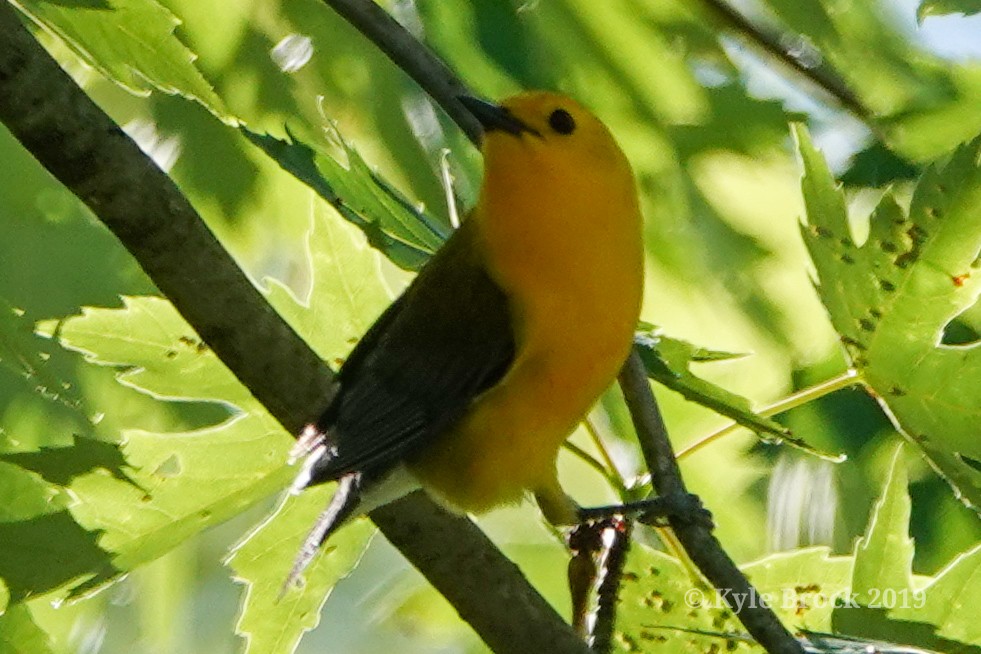 Prothonotary Warbler - Kyle Brock