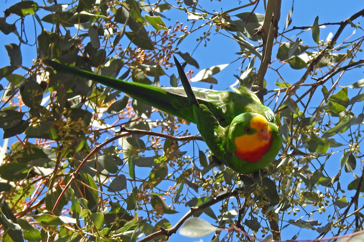 Superb Parrot - ML163985521