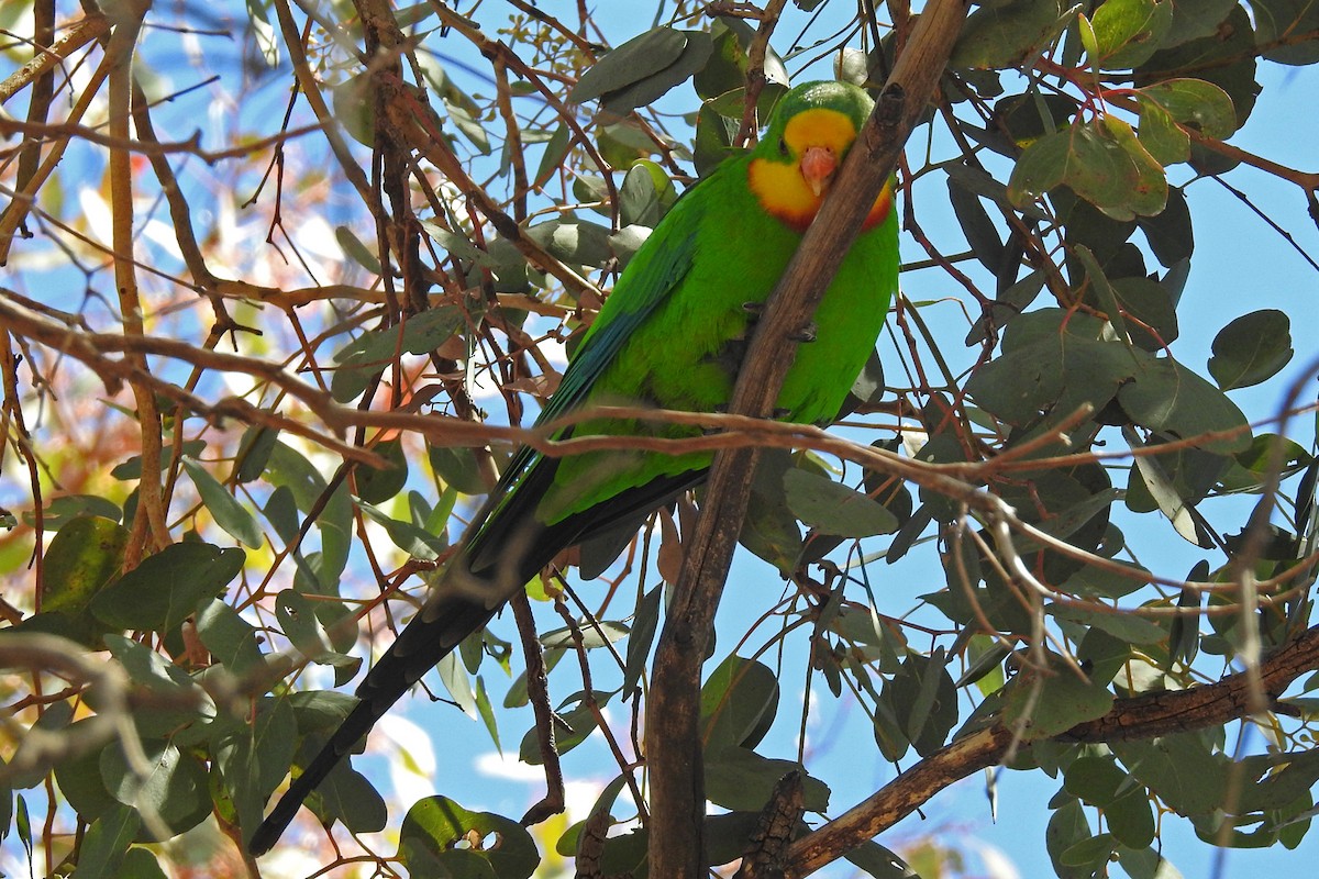 Superb Parrot - ML163985531