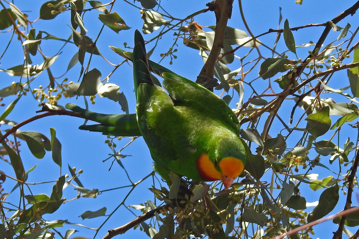 Superb Parrot - ML163985541