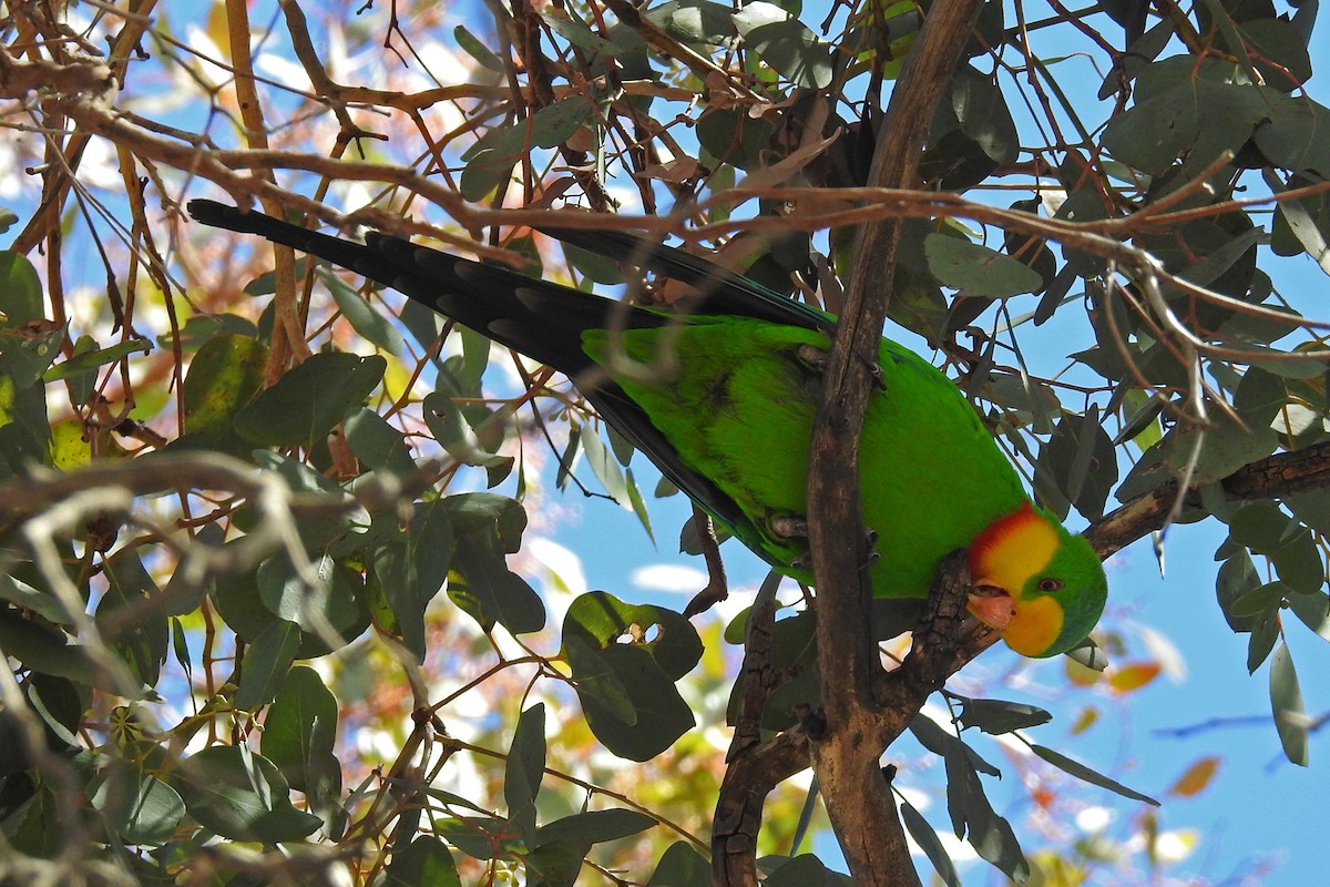 Superb Parrot - ML163985551