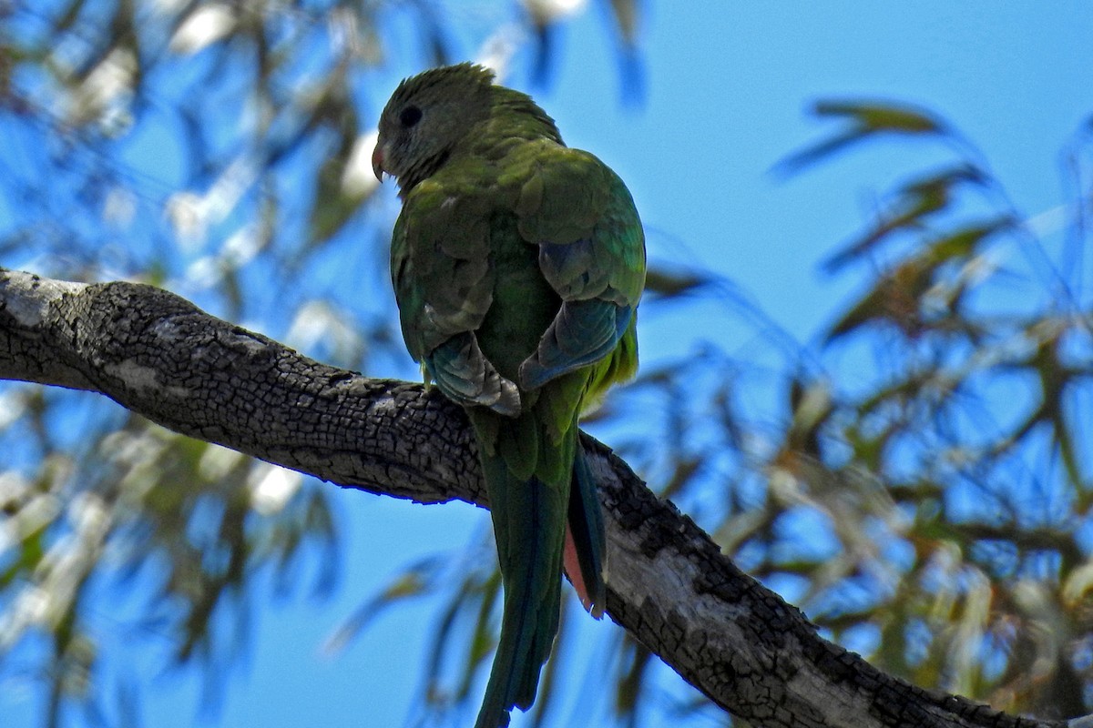 Superb Parrot - ML163985561