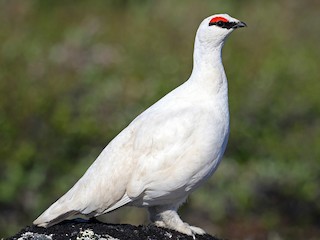 Nonbreeding male - Rock Ptarmigan