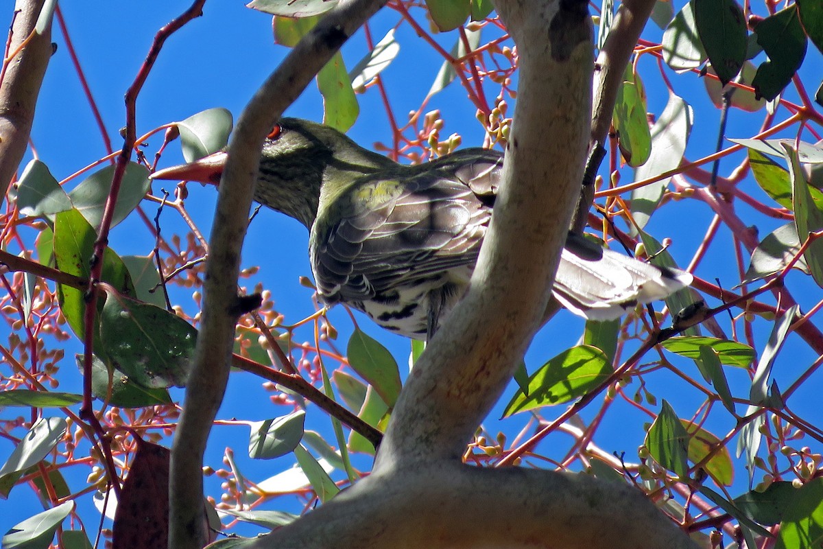 Olive-backed Oriole - ML163985651