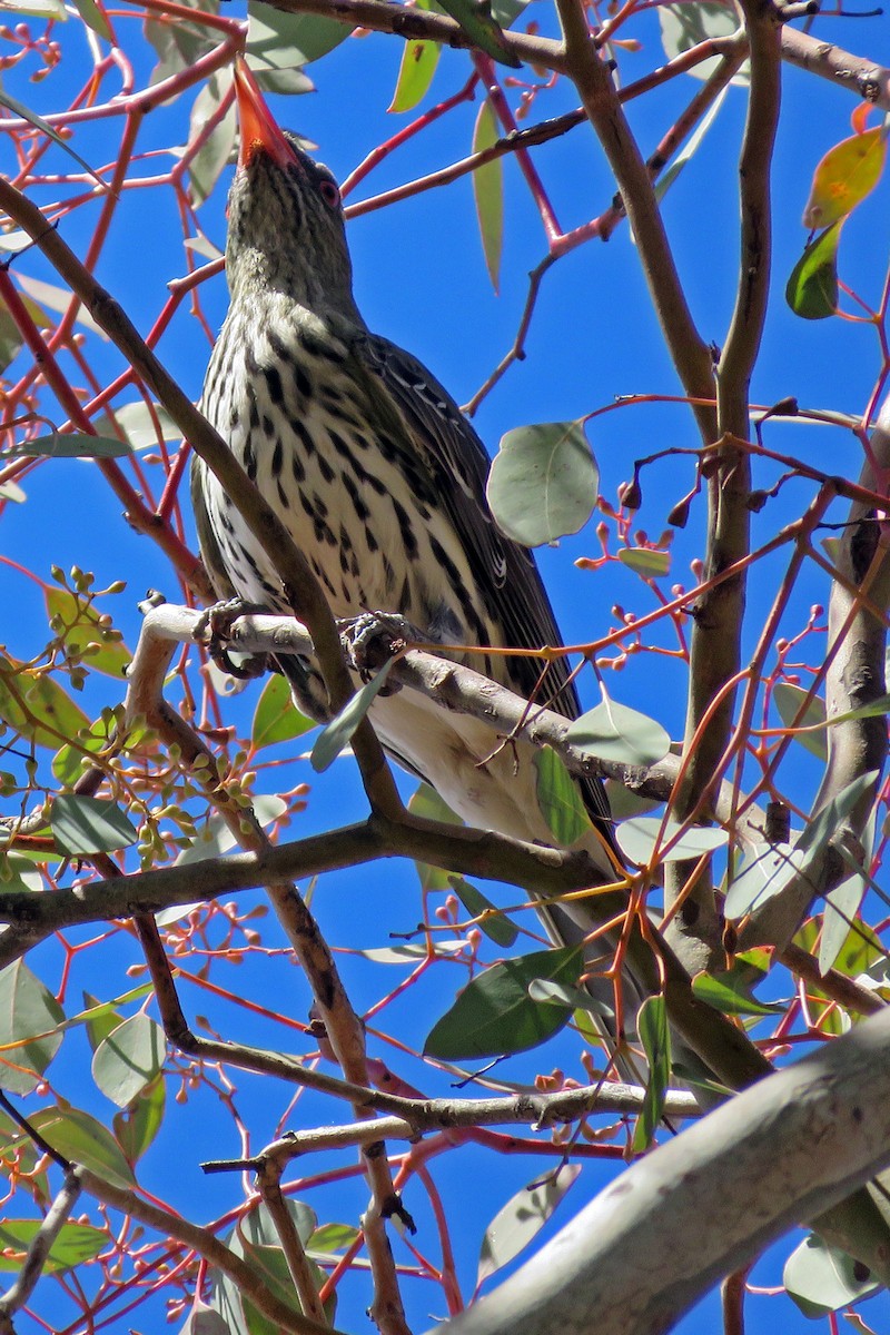 Olive-backed Oriole - ML163985661