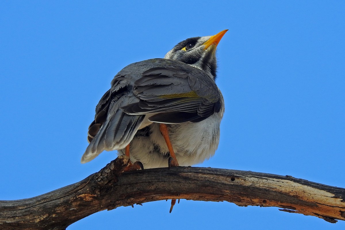 Noisy Miner - ML163985761