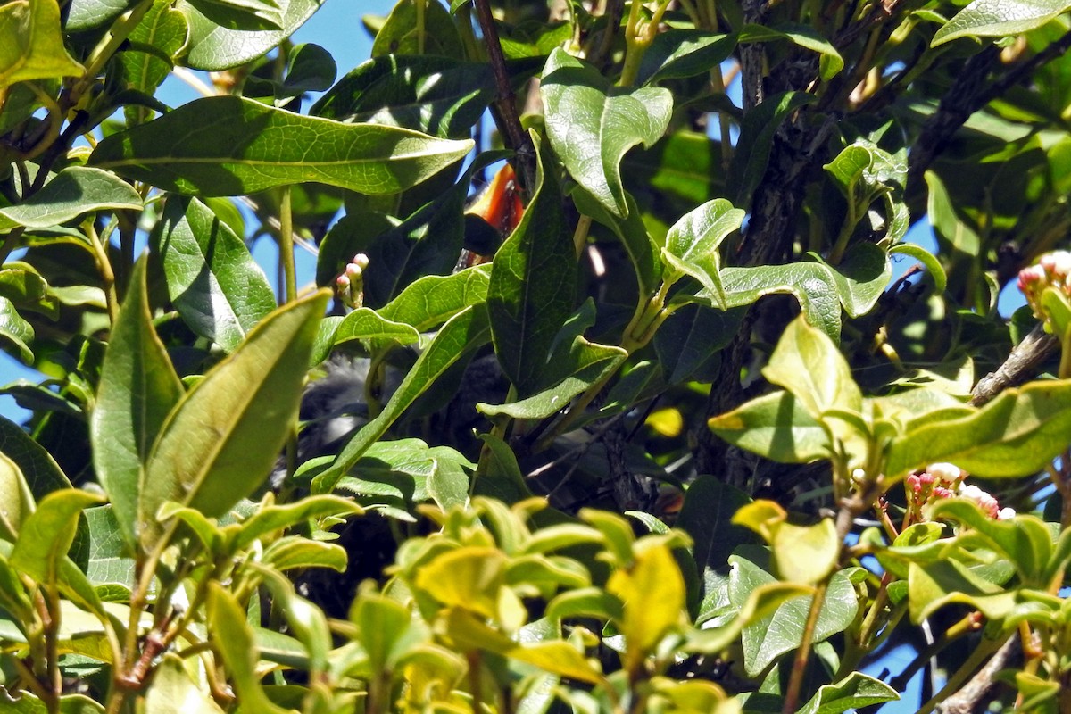 Noisy Miner - ML163985771