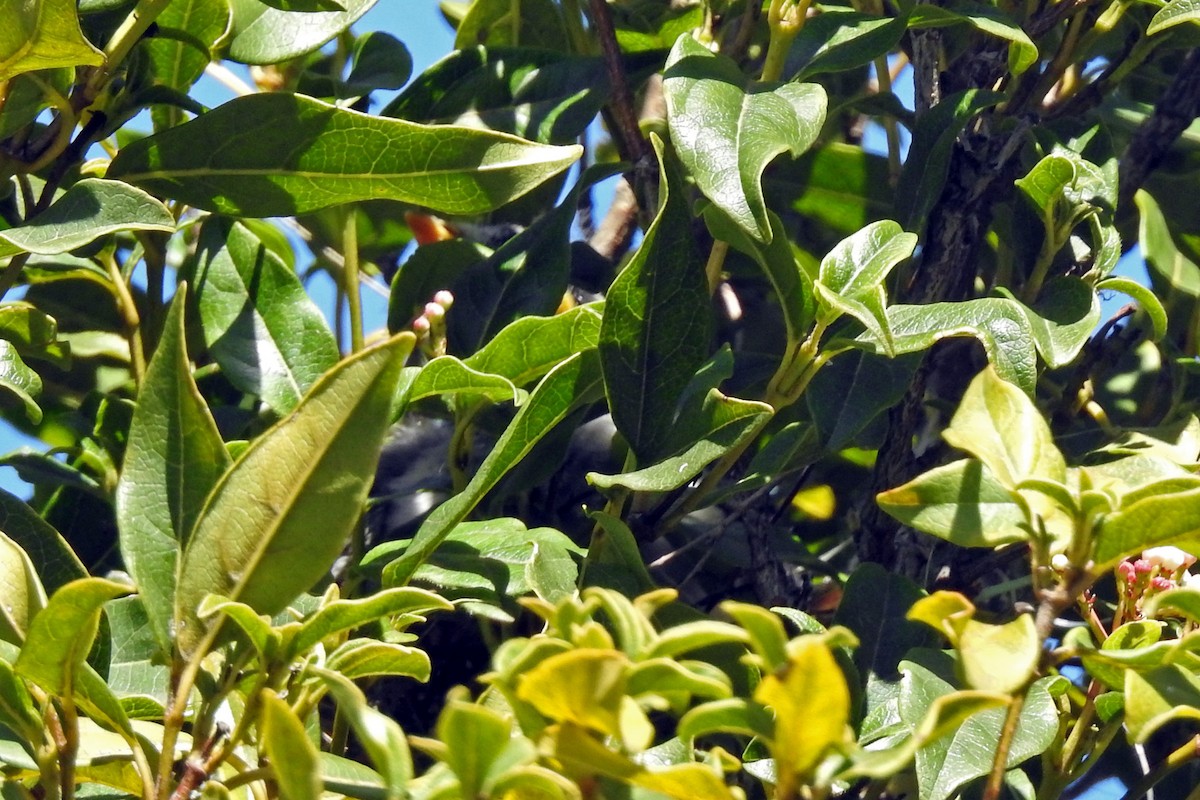 Noisy Miner - ML163985781