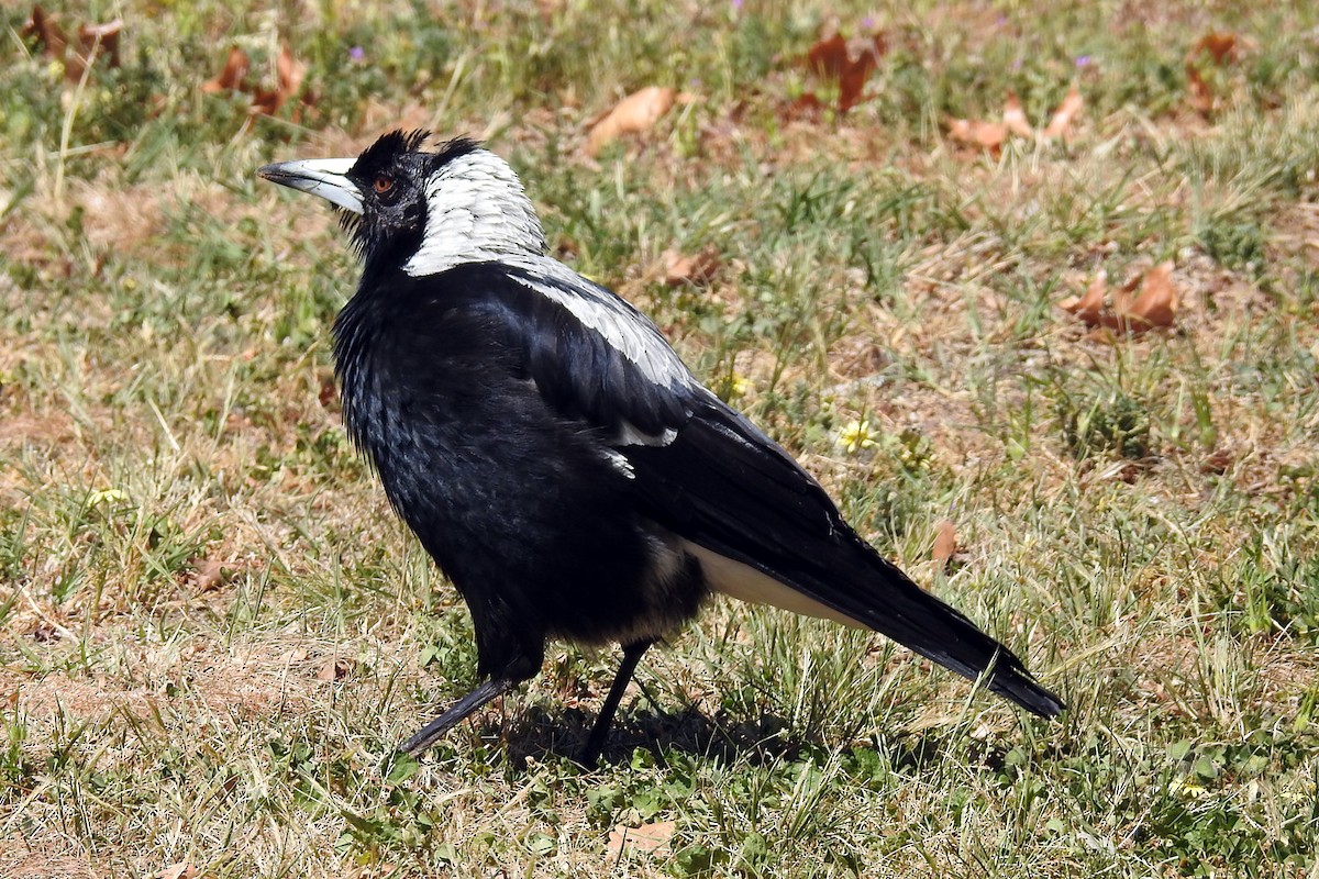 Australian Magpie - Deb & Rod R