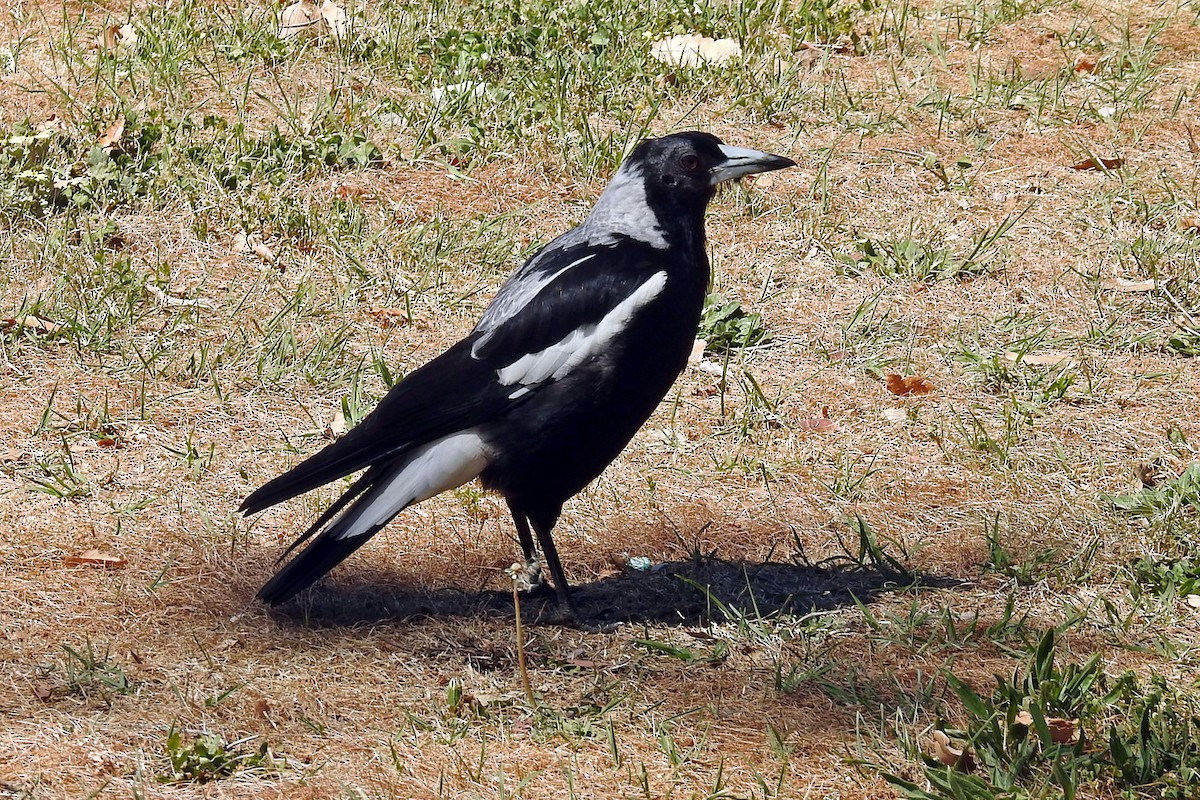 Australian Magpie - ML163986031