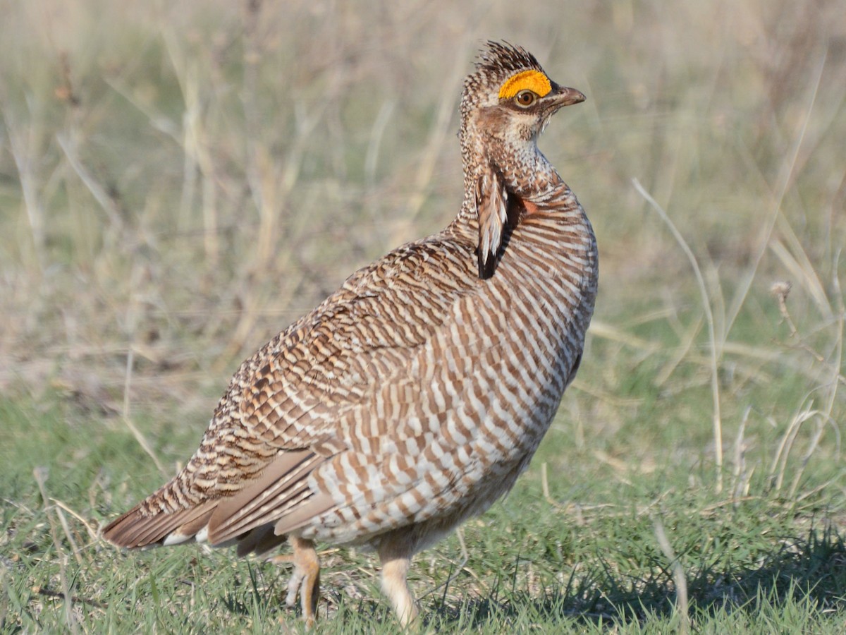 Photos - Lesser Prairie-Chicken - Tympanuchus pallidicinctus - Birds of ...