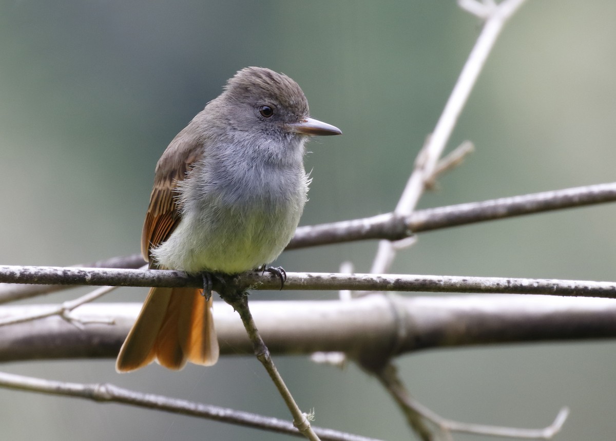 Rufous-tailed Flycatcher - ML163988631