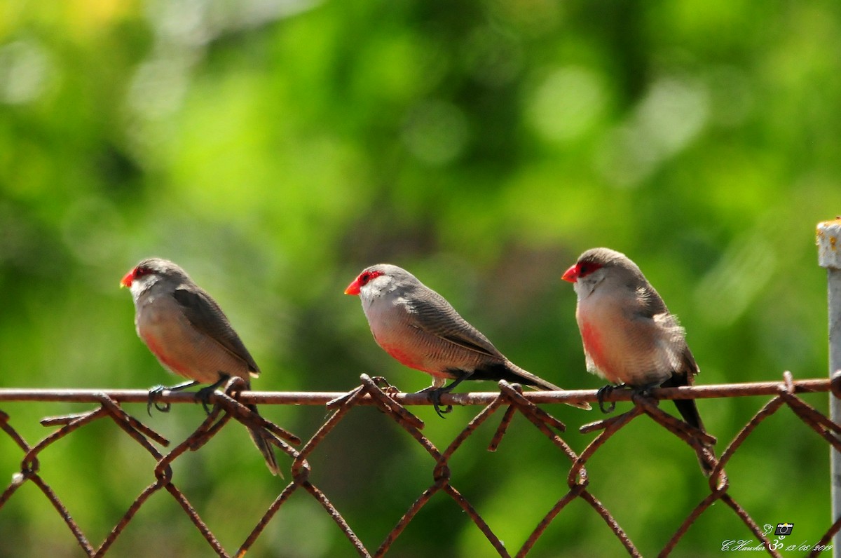 Common Waxbill - Carl  Hawker