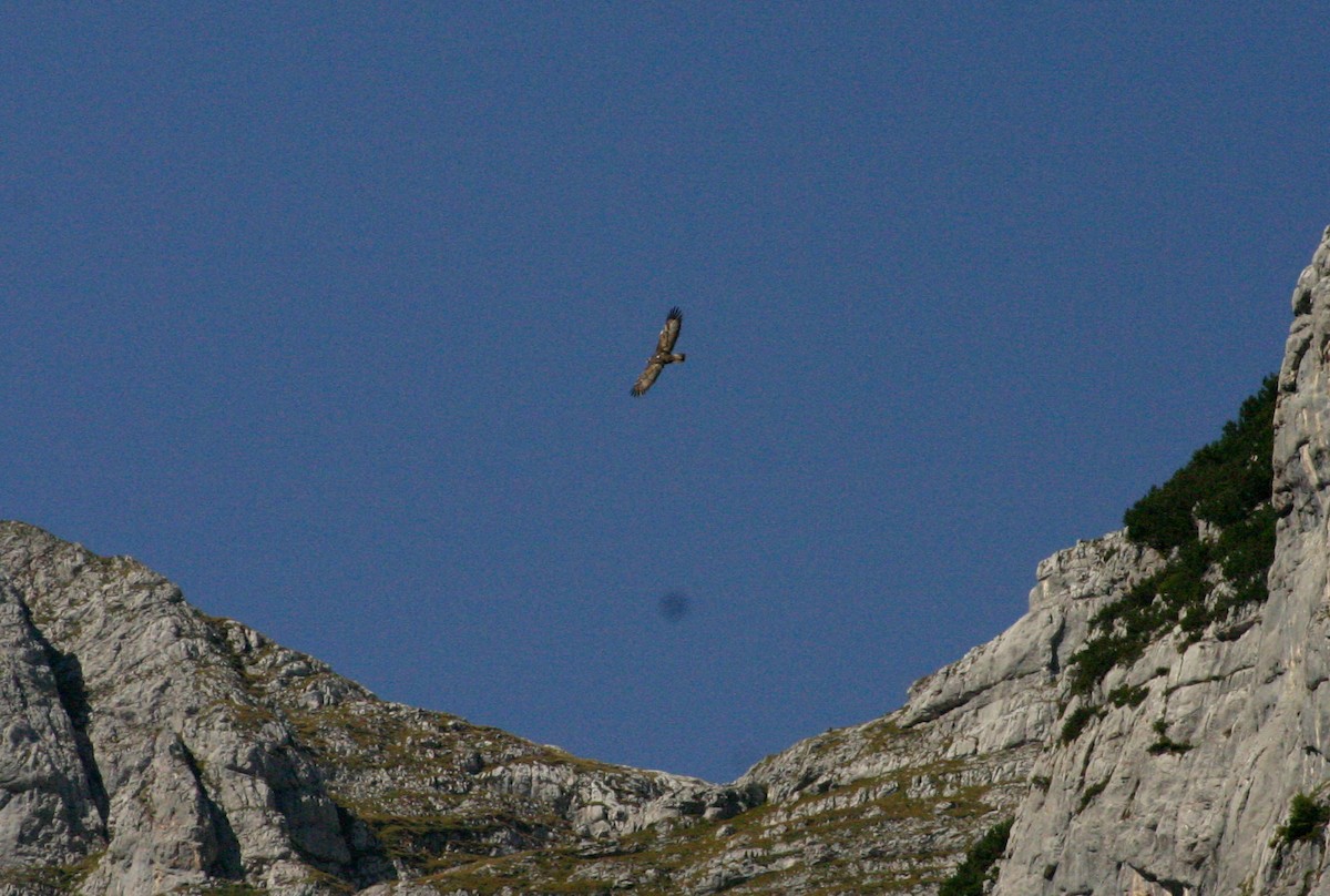 Golden Eagle - Remco Bredewold