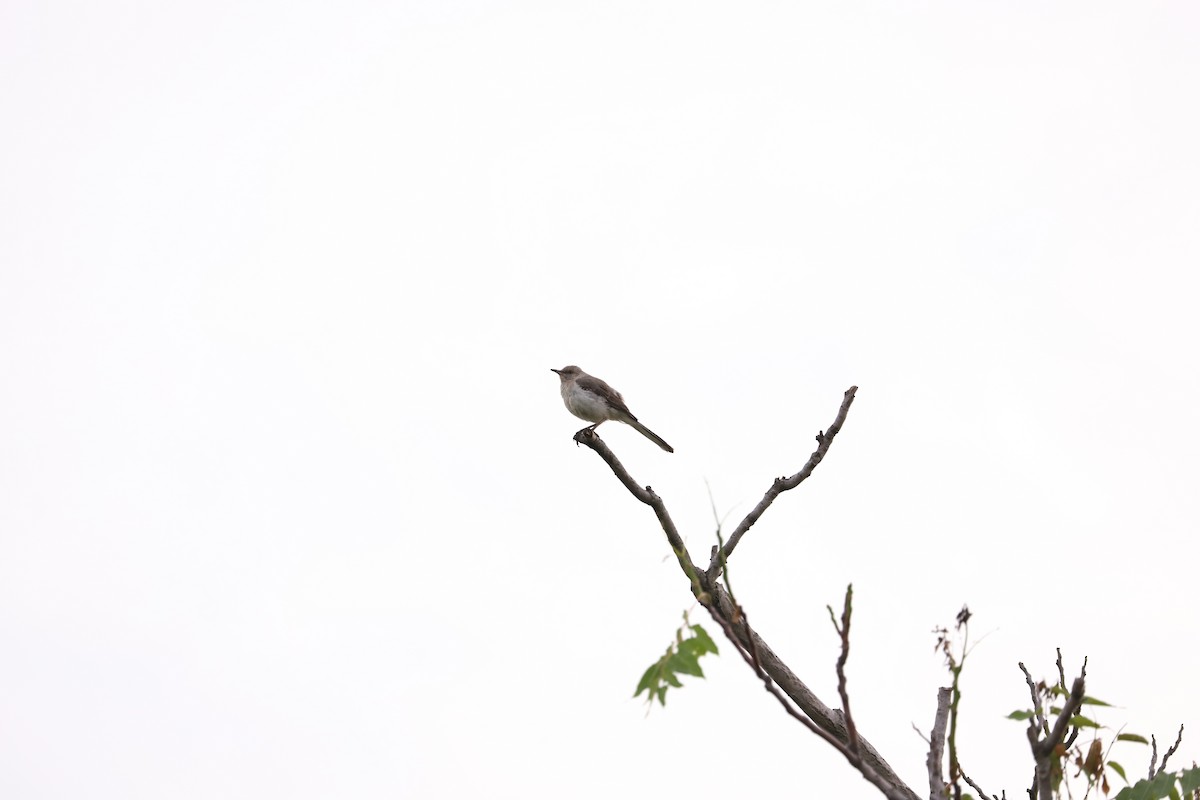sangspottefugl - ML163989561