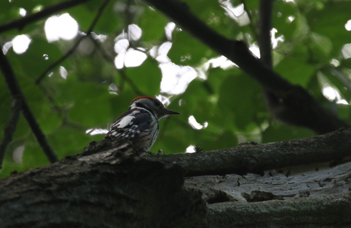 Middle Spotted Woodpecker - ML163993631
