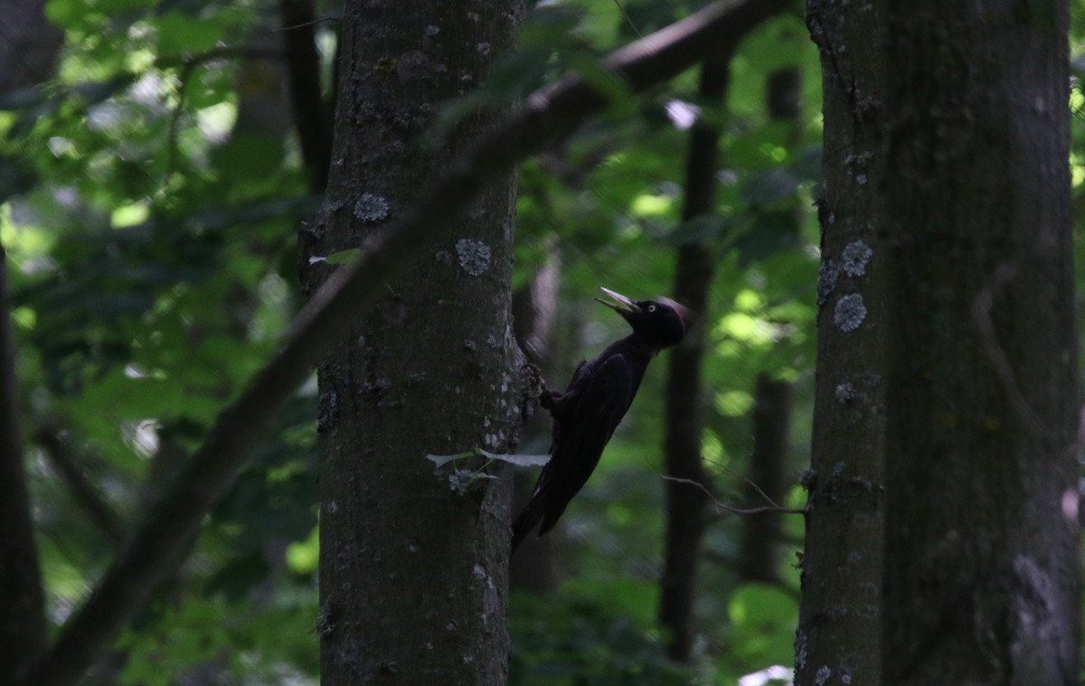 Black Woodpecker - ML163993651