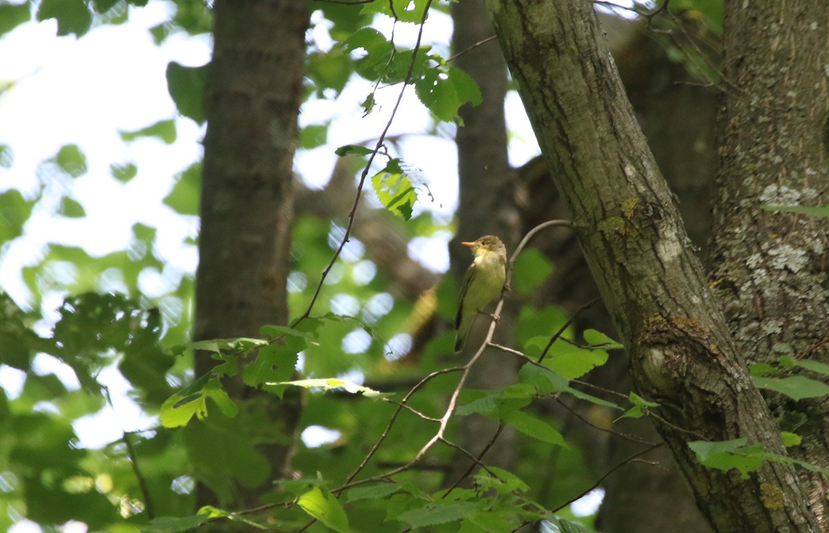 Icterine Warbler - ML163993671
