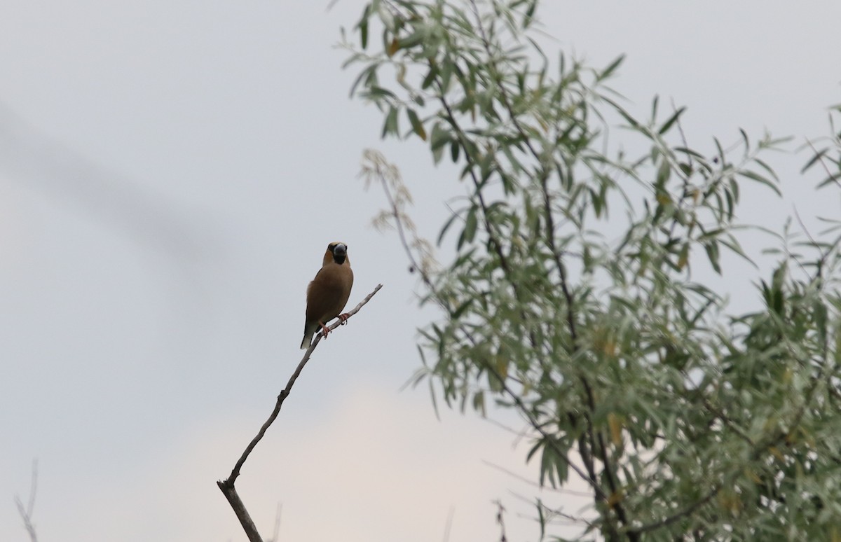 Hawfinch - ML163993711