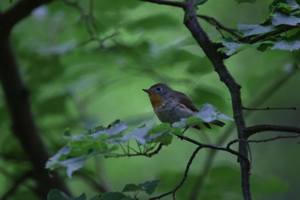 Red-breasted Flycatcher - ML163993721