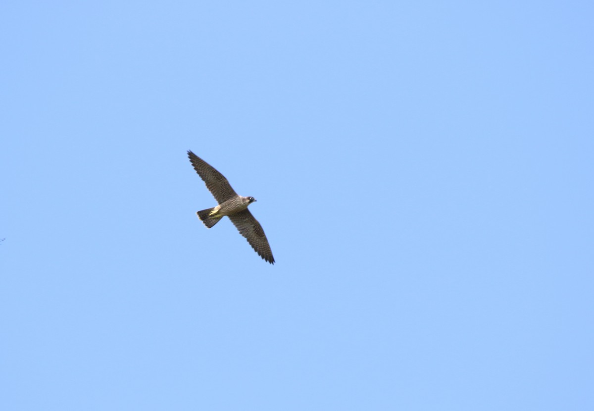 Peregrine Falcon - ML163994051