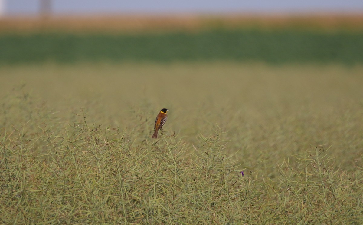 Black-headed Bunting - ML163994241