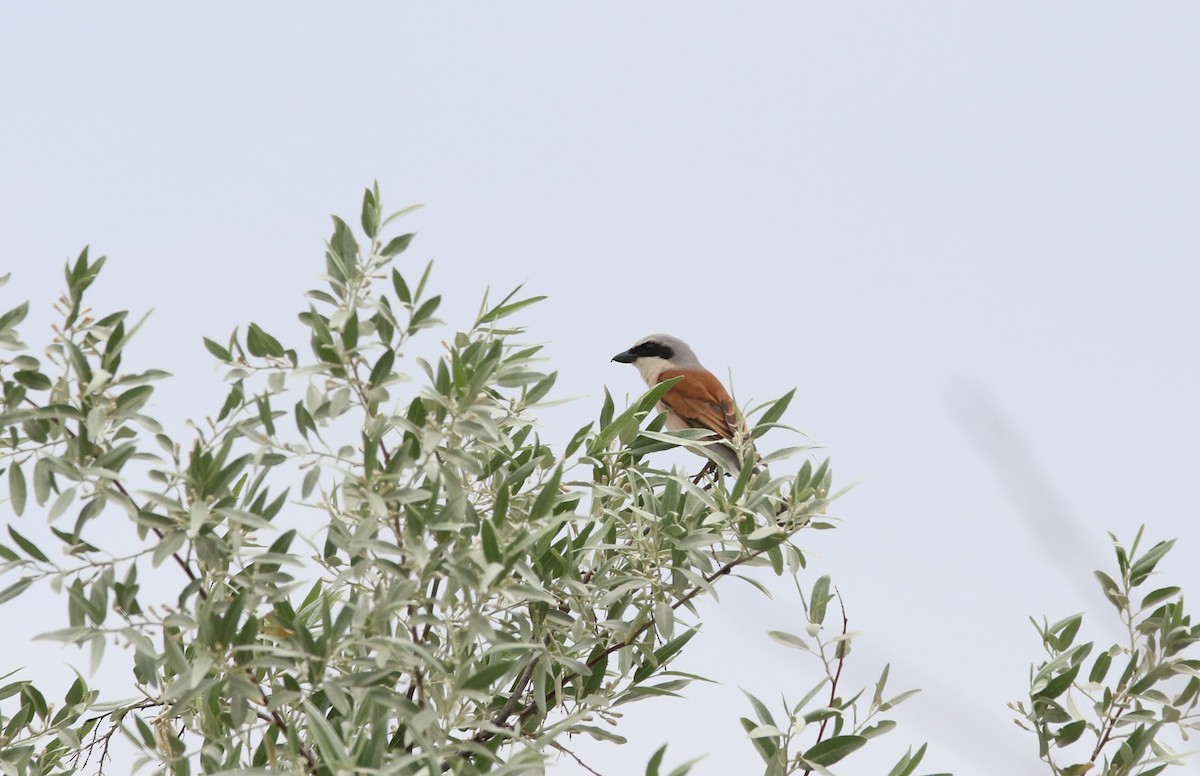 Red-backed Shrike - ML163994261