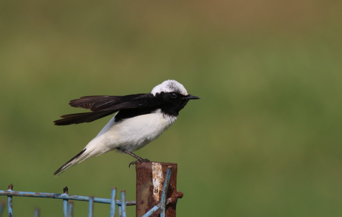 Pied Wheatear - ML163994271