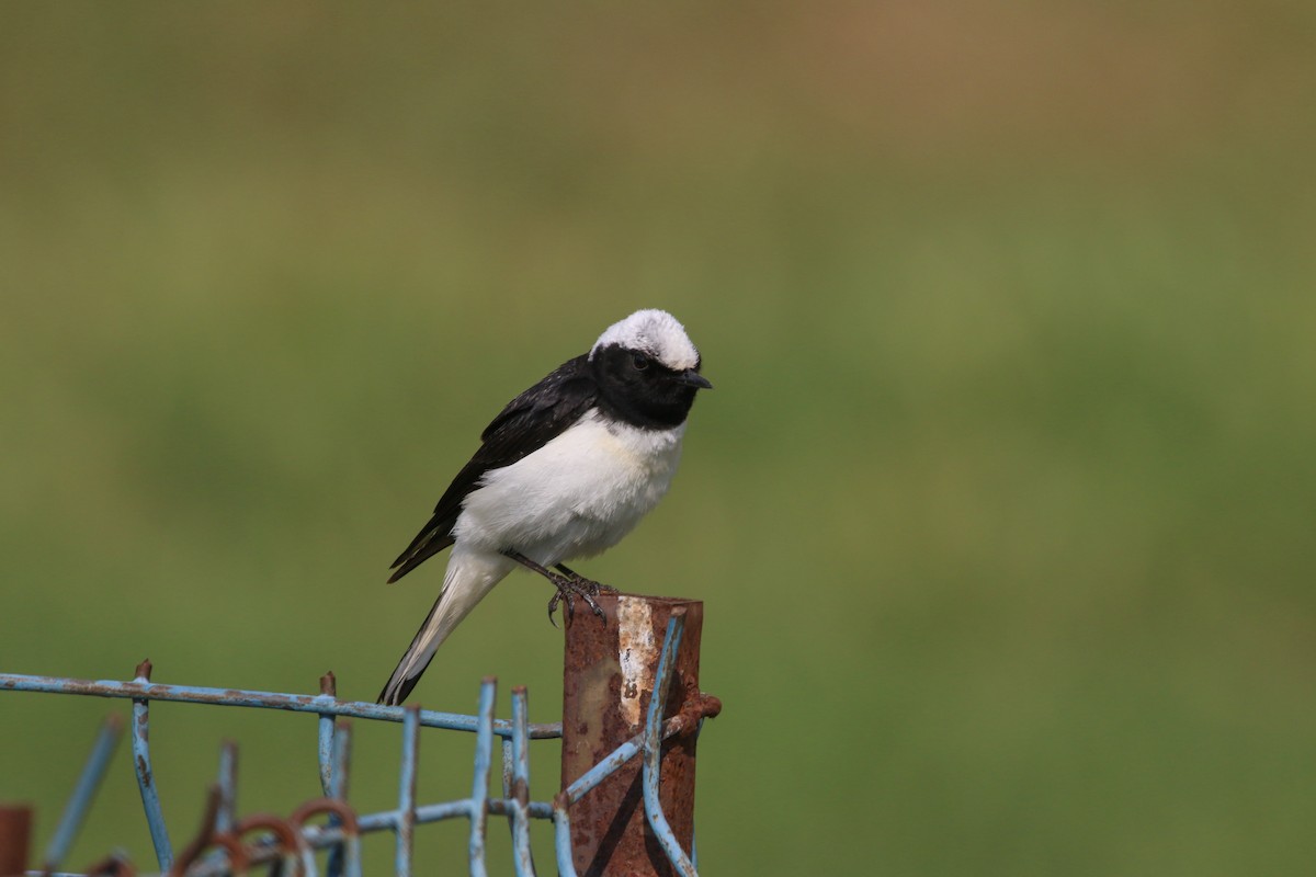 Pied Wheatear - ML163994291
