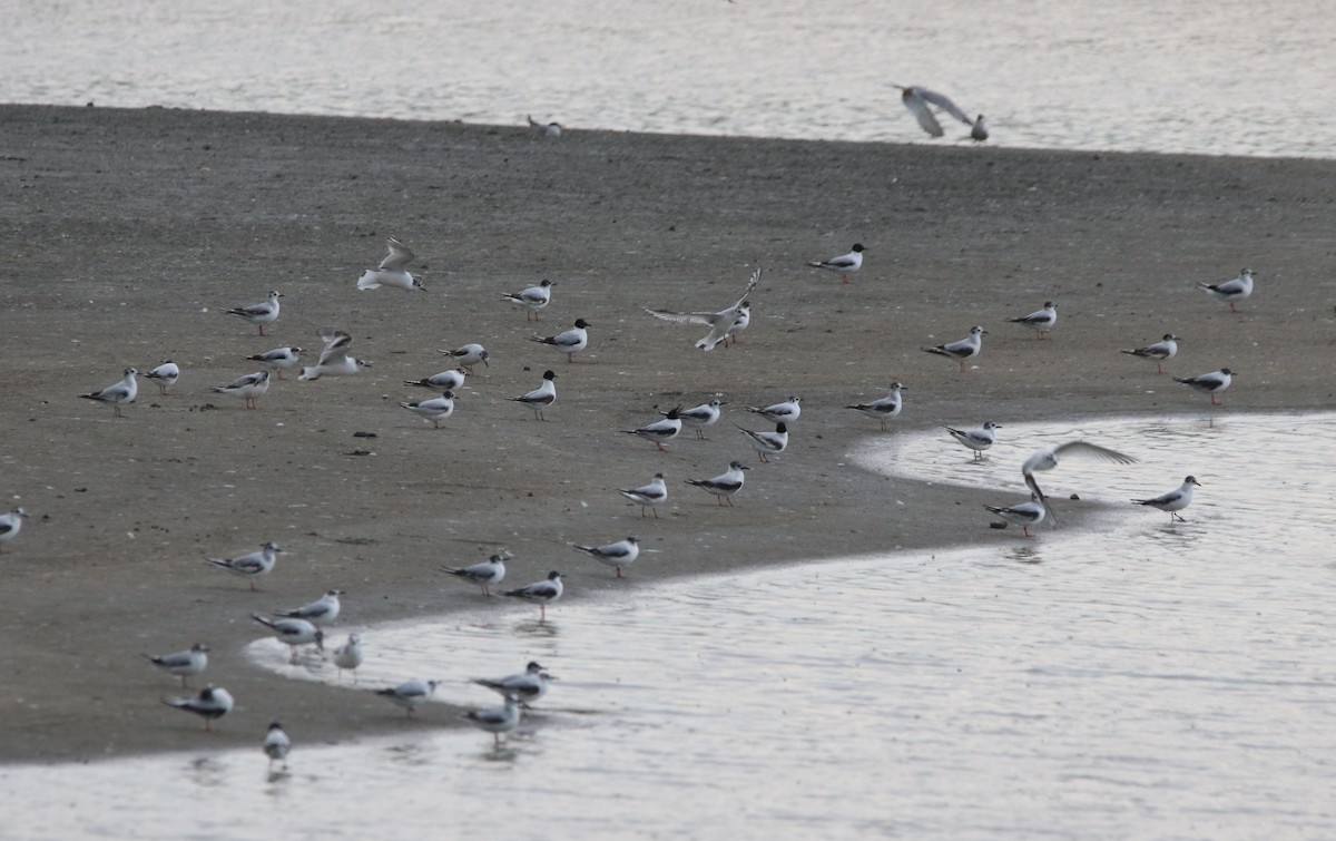 Little Gull - ML163994441
