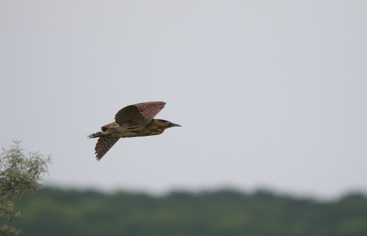 Eurasian Bittern - ML163994491