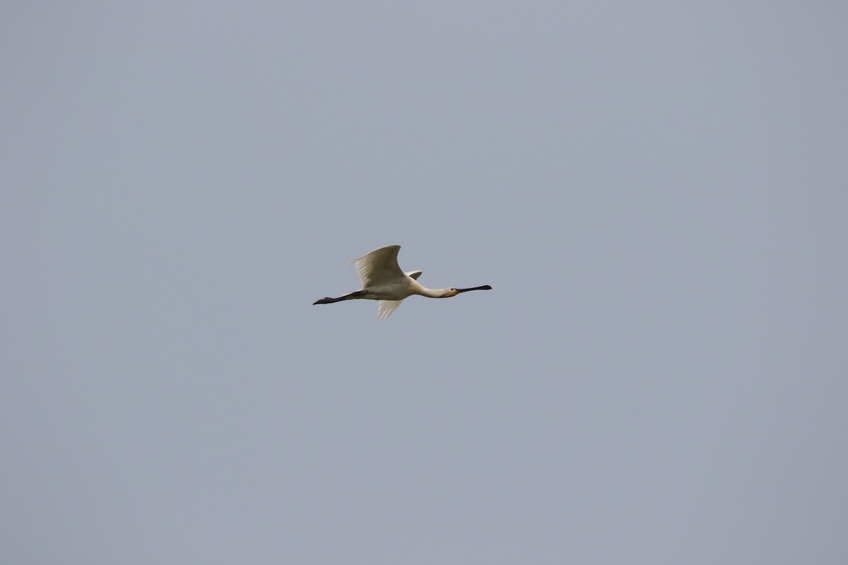 Eurasian Spoonbill - ML163994511