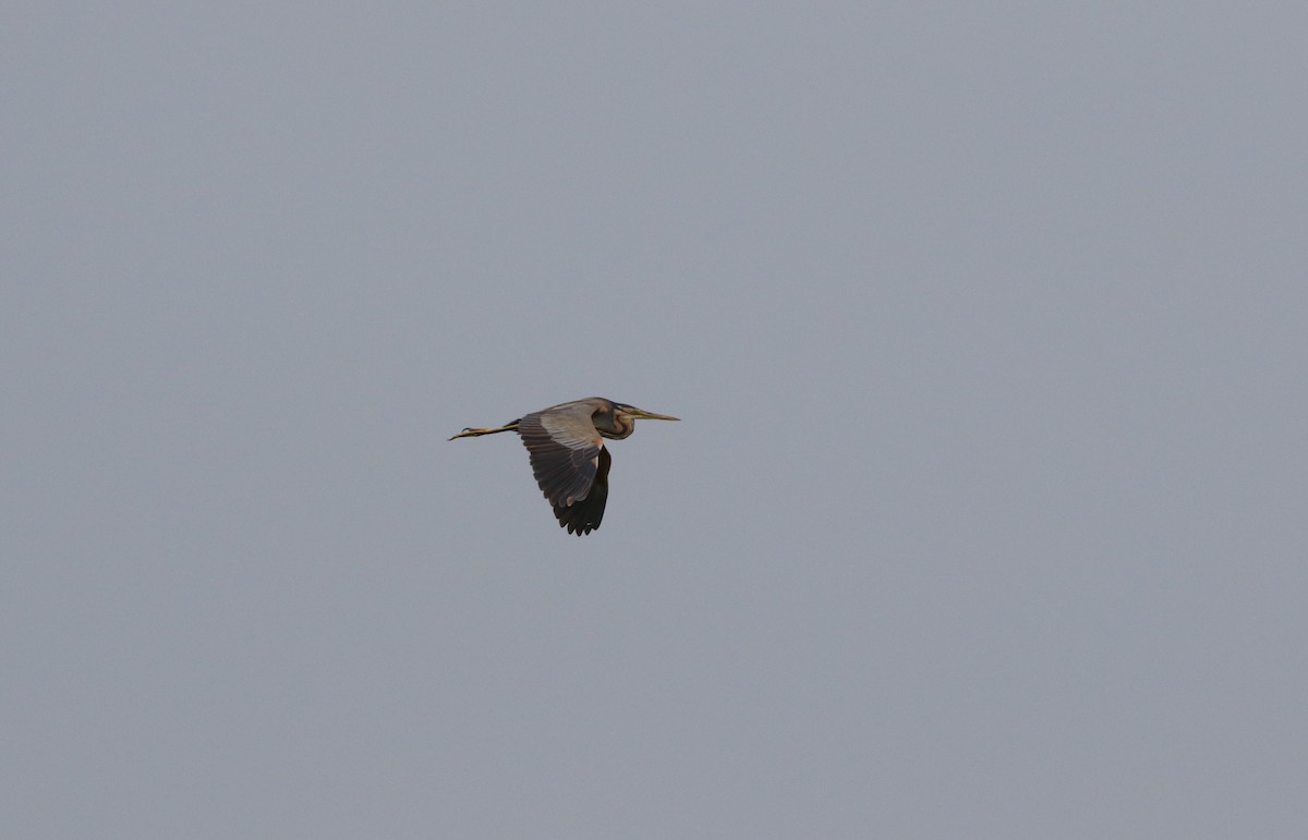 Purple Heron - ML163994561