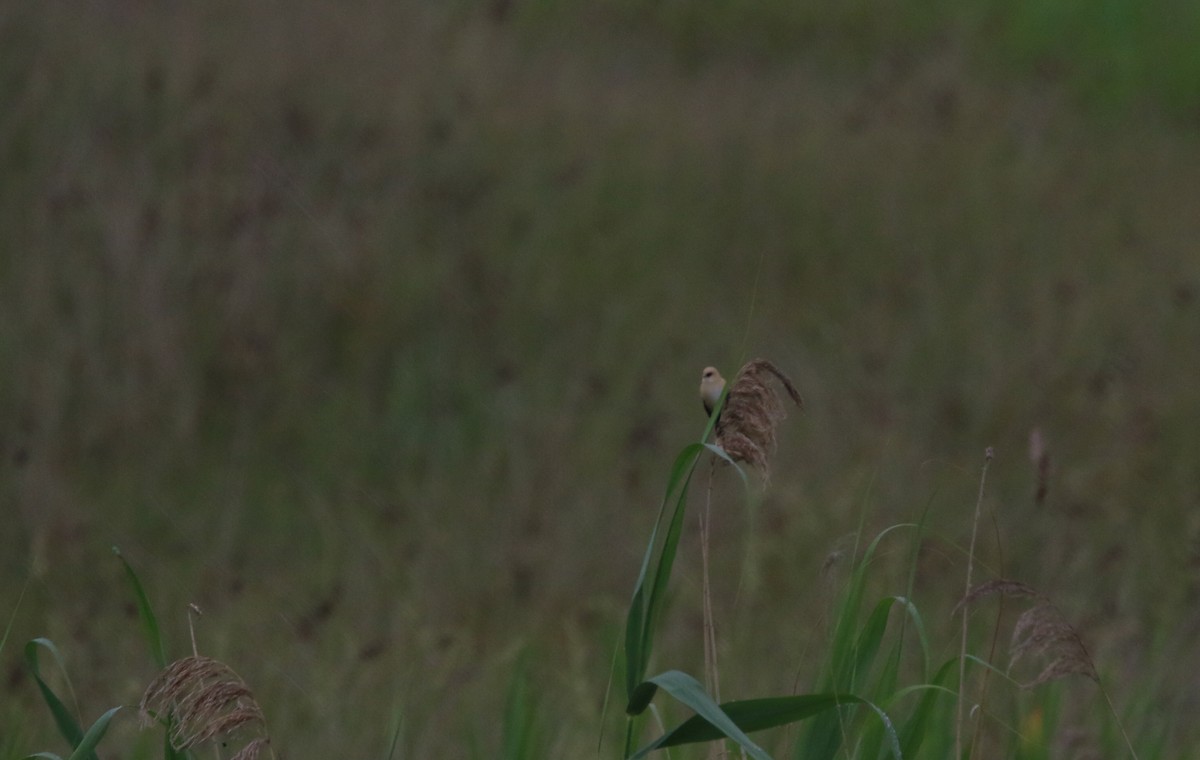 Bearded Reedling - ML163994611