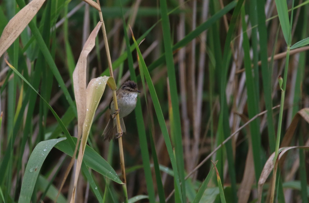 Paddyfield Warbler - ML163994691