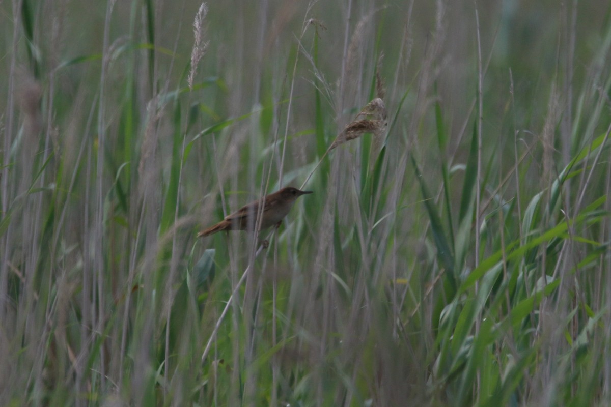 Savi's Warbler - ML163994791